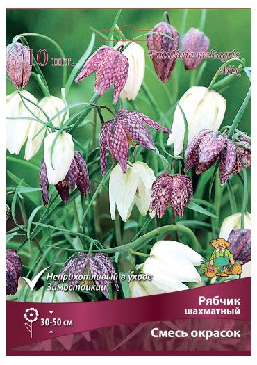 Луковицы Поиск Рябчик шахматный смесь окрасок в капере, 10 шт