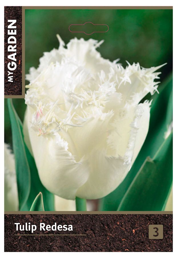 Луковицы Флора групп Тюльпан бахромчатый Редеса, 3 шт