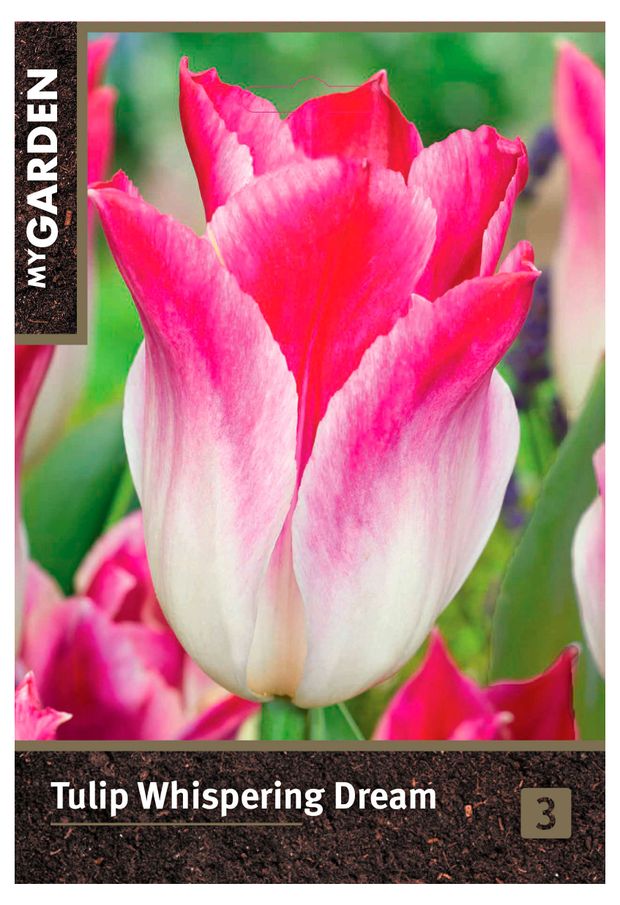 Луковицы Флора групп Тюльпан лилиецветный микс, 3 шт