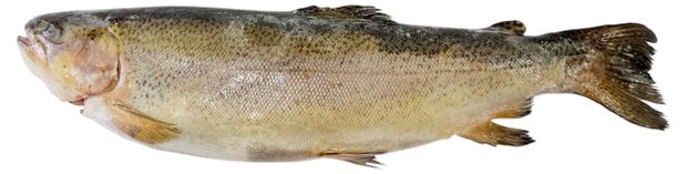 Форель замороженная неразделанная с головой, ~ 1,4 кг