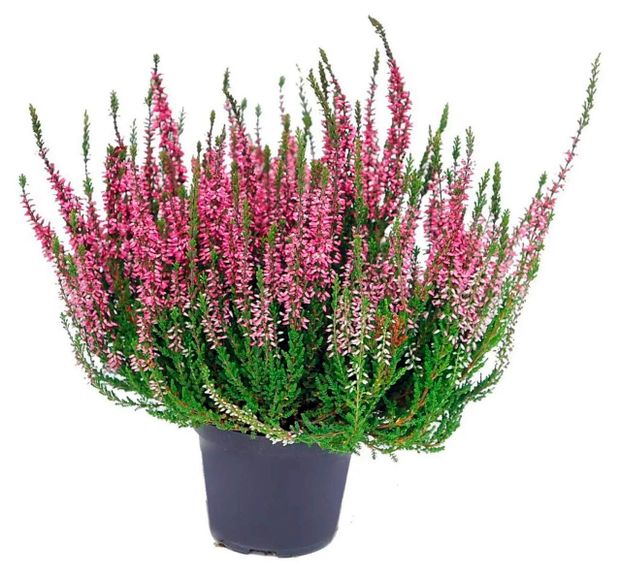 Саженец кустарника Вереск Гарден Герлз почвопокровный 2 сорта в ассортименте в горшке d 9 h 12 см, 1 шт