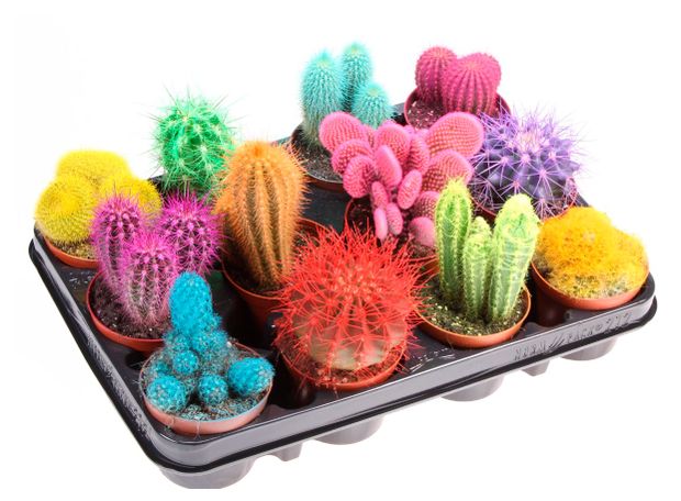 Живое растение Кактус окрашенный микс в ассортименте в горшке d 8,5 h 12 см, 1 шт