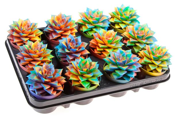 Живое растение суккулент Эхеверия Хамелеон в горшке d 8,5 h 10 см, 1 шт