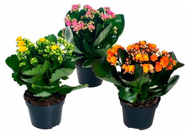 Живое растение суккулент цветущий Каланхоэ Розалина микс в ассортименте в горшке d 6 h 12 см, 1 шт