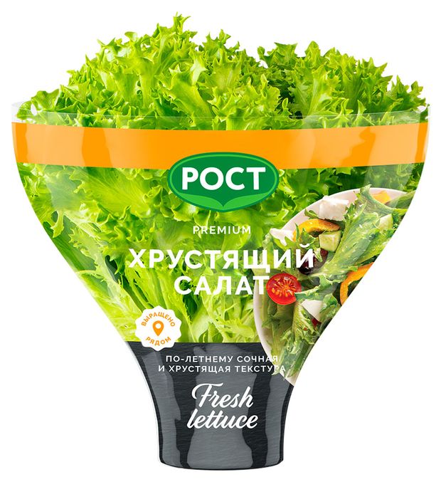 Салат Кудрявый Джаз в горшочке 1 штука 180₽