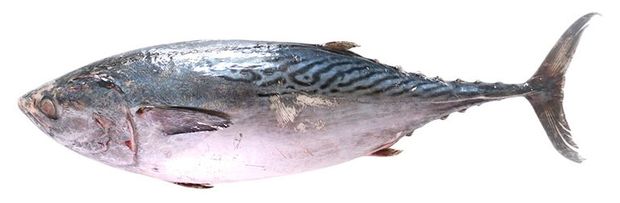 Тунец бонито замороженный неразделанный вес 400₽