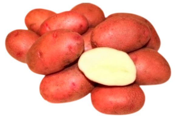 Картофель семенной СеДеК Ажур, 2 кг