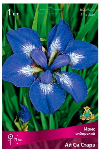 Луковицы Поиск Ирис сибирский, 1 шт