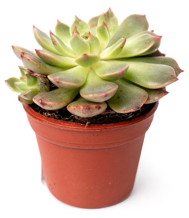 Живое растение суккулент Эхеверия микс в ассортименте в горшке d 6 h 8 см, 1 шт