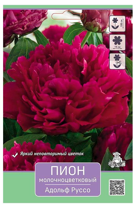 Луковицы Поиск Пион, 1 шт