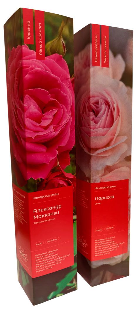 Саженец Роза в коробке