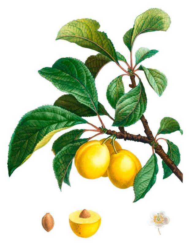 Постер Даринчи А4 с белым паспарту, 1 шт в ассортмиенте