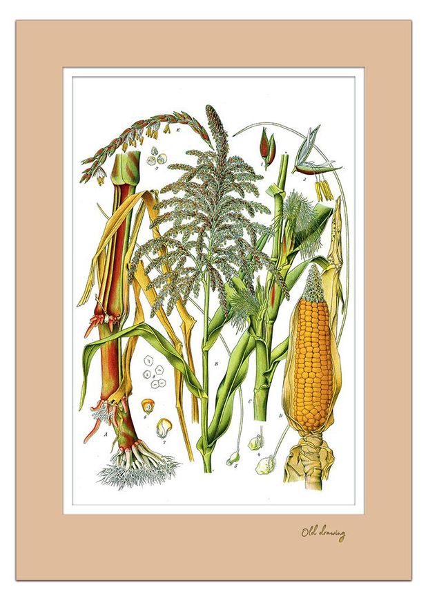 Постер Даринчи А4 на картоне с двойным паспарту, 1 шт в ассортмиенте