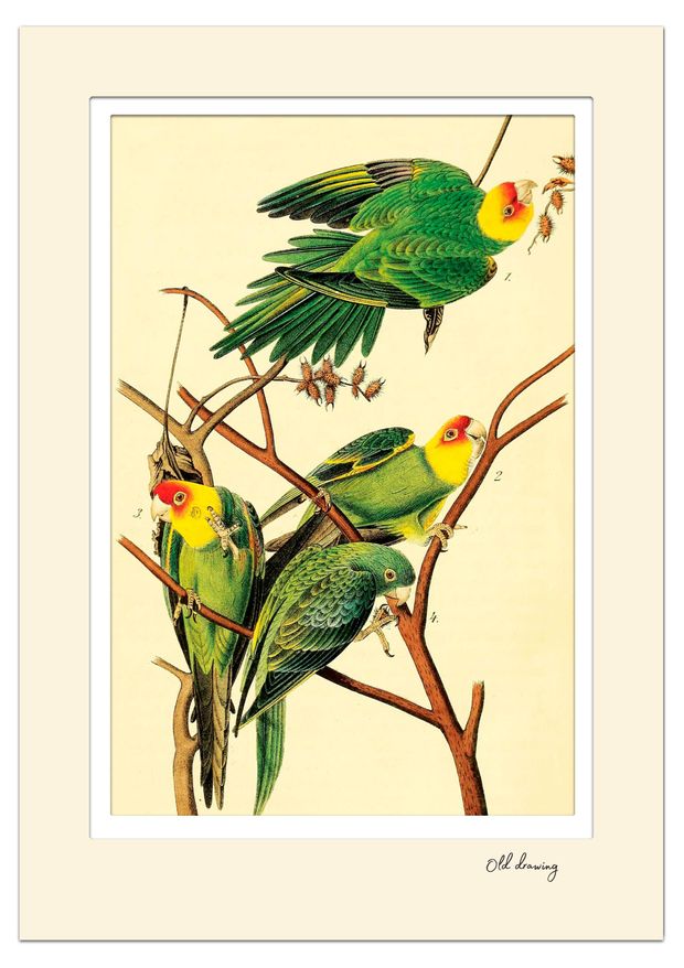 Постер Даринчи с двойным цветным паспарту 30х40 см, 1 шт в ассортмиенте