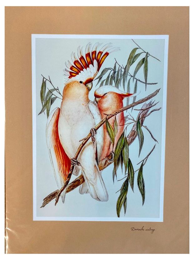 Постер Даринчи с двойным цветным паспарту 30х40 см, 1 шт в ассортмиенте