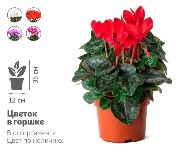 Живое растение Цикламен Персидский микс в ассортименте в горшке d 12 h 35 см, 1 шт