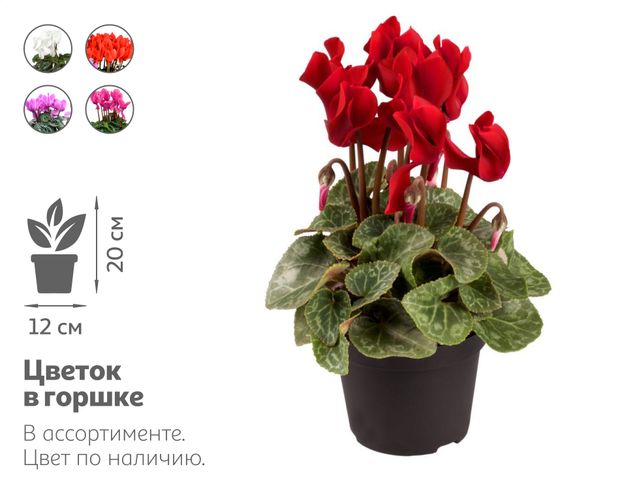Живое растение Цикламен живой в ассортименте в горшке d 12 h 20 см, 1 шт