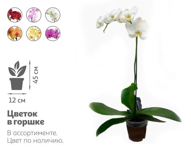 Живое растение Орхидея Фаленопсис Каскад 1 ст...