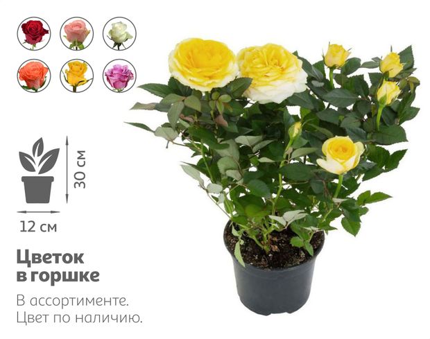 Живое растение Роза микс в ассортименте в горшке d 12 h 30 см, 1 шт