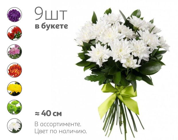 Букет живых срезанных цветов Моно Хризантема кустовая из 9 хризантем в упаковке в ассортименте h 40 см, 1 шт
