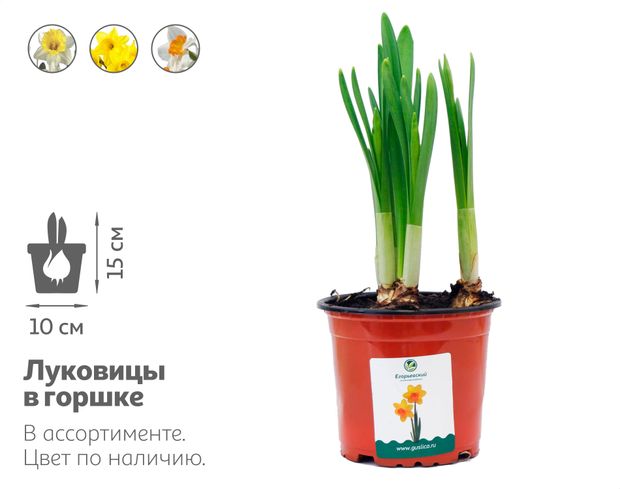 Нарцисс 3 луковицы, d 10 15 см
