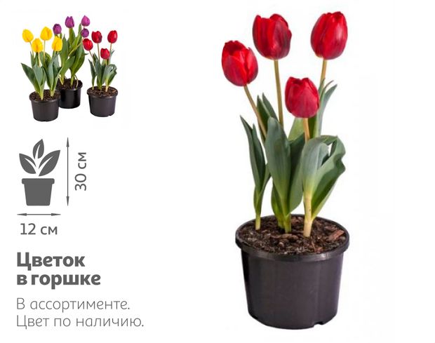 Тюльпан 5 луковиц в горшке, d 12 h 30 см