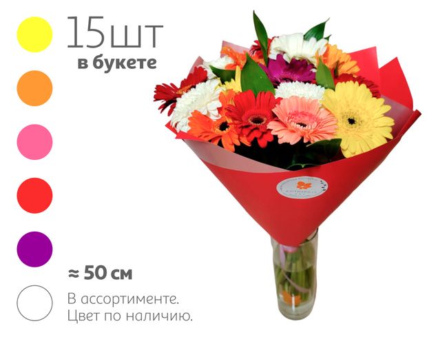 Букет живых срезанных цветов 12 Моно Гермини из 15 гербер с зеленью в упаковке в ассортименте h 50 см, 1 шт