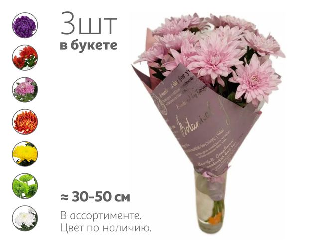 Букет живых срезанных цветов 21 Трио из 3 кустовых хризантем в упаковке в ассортименте с ароматом, 1 шт