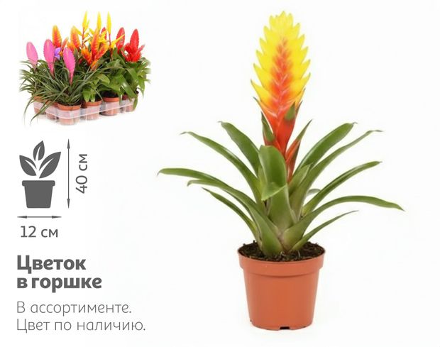 Живое растение Бромелия Бромелиевый микс в ассортименте в горшке d 12 h 40 см, 1 шт
