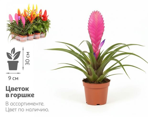 Живое растение Бромелия Бромелиевый микс в ассортименте в горшке d 9 h 30 см, 1 шт