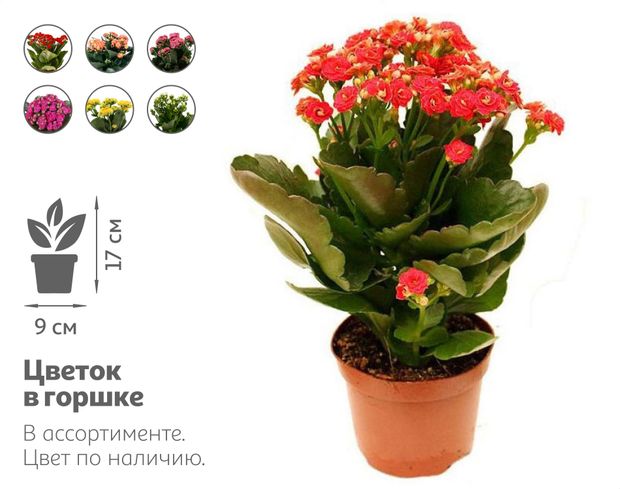 Живое растение суккулент цветущий Каланхоэ Каландива в ассортименте в горшке d 9 h 17 см, 1 шт