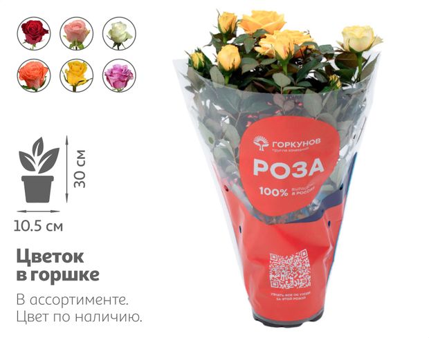 Живое растение Роза Кордана микс в ассортименте в горшке d 10.5 h 30 см, 1 шт