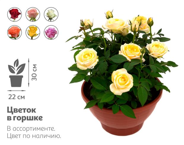 Живое растение Роза Кордана в ассортименте в большом кашпо d 22 h 30 см, 1 шт