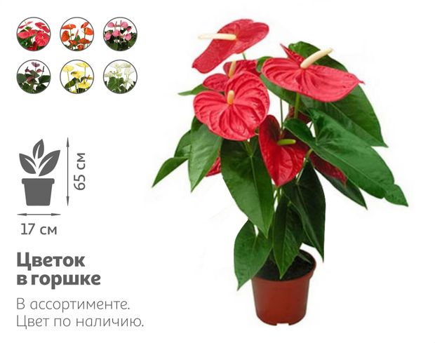 Живое растение Антуриум Микс в горшке d 17 h 65 см, 1 шт