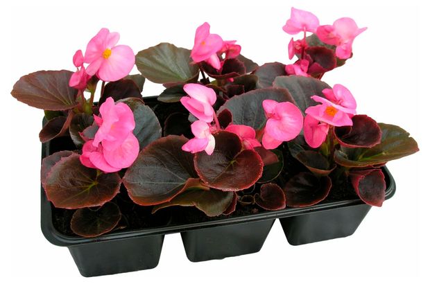 Рассада цветов Бегония Вечноцветущая в ассортименте в кассете 6 шт 245₽
