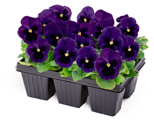 Рассада цветов Виола одноцветная в ассортименте в кассете 6 шт 280₽
