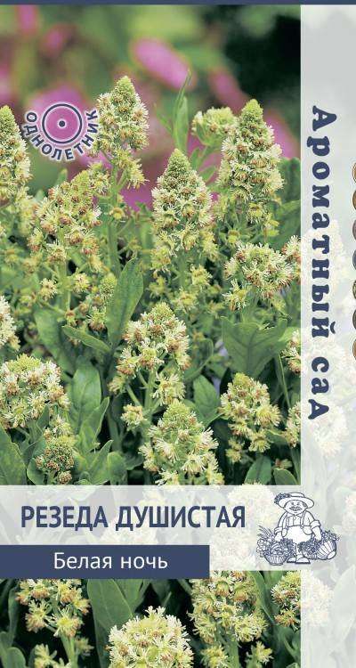 Резеда читать. Резеда Хавская душистая. Резеда семена. Семена цветов Резеда. Резеда цветок семена.