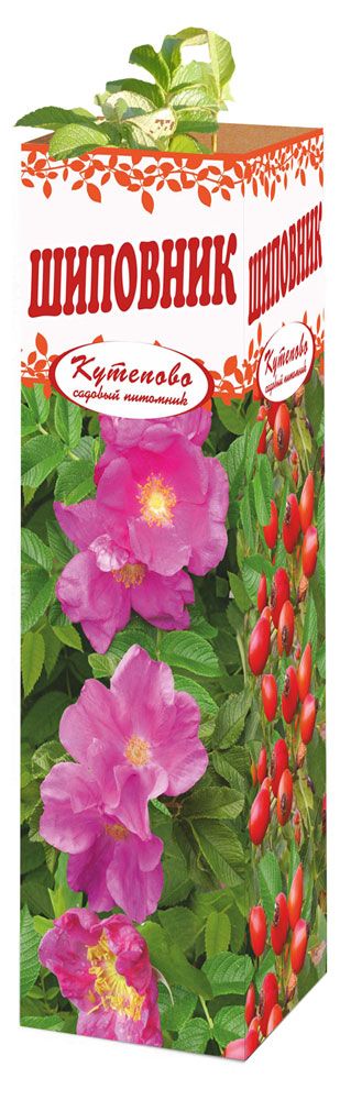 Саженцы Шиповник