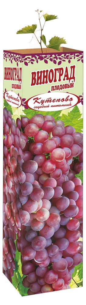 Саженцы Виноград плодовый