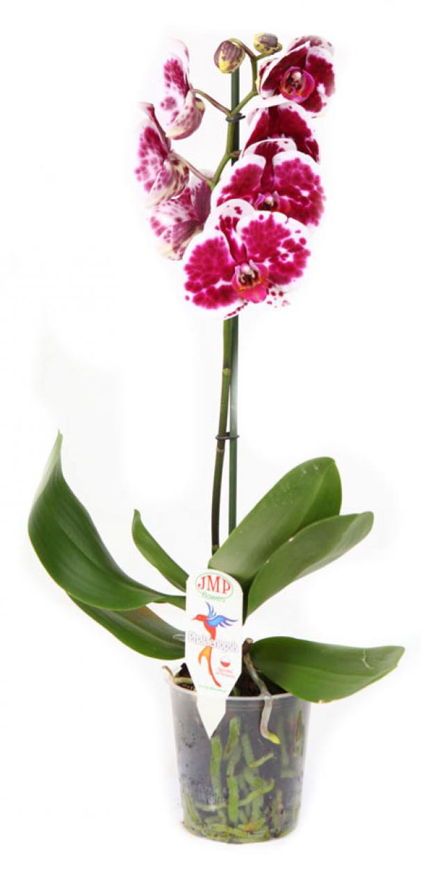 

Фаленопсис JMP Flowers Стадарт 1РР Ø12 см 60 см, в ассортименте