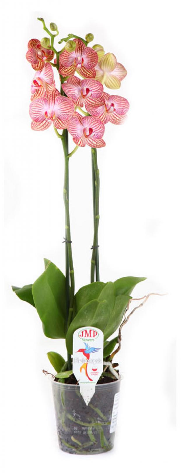 

Фаленопсис JMP Flowers Стадарт 2РР Ø12 см 60 см, в ассортименте