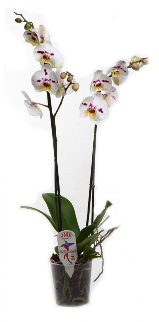 

Фаленопсис JMP Flowers Экстра 2РР Ø12 см 60 см, в ассортименте