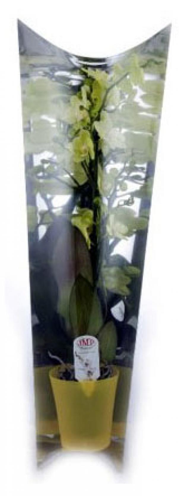

Фаленопсис JMP Flowers в тубе 2РР Ø12 см 60 см, в ассортименте
