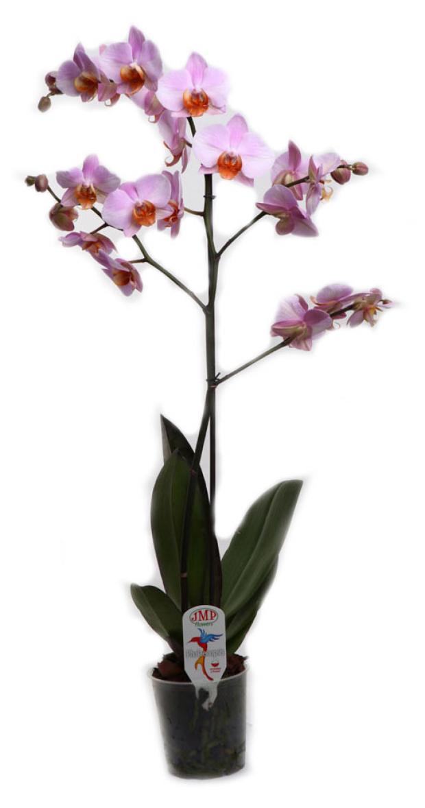 

Мультифлора JMP Flowers Супер 1РР Ø12 см 40 см, в ассортименте