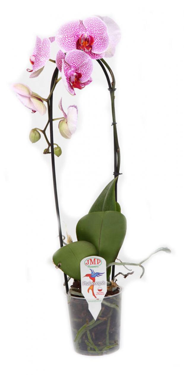 

Фаленопсис JMP Flowers Водопад Экстра 1РР Ø12 см 60 см, в ассортименте