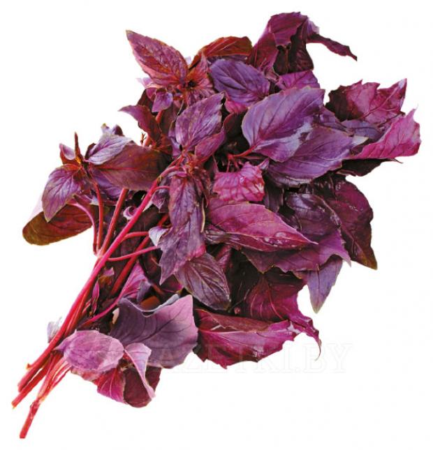 Базилик красный Агрохолдинг Московский в горшочке 120 г 60₽