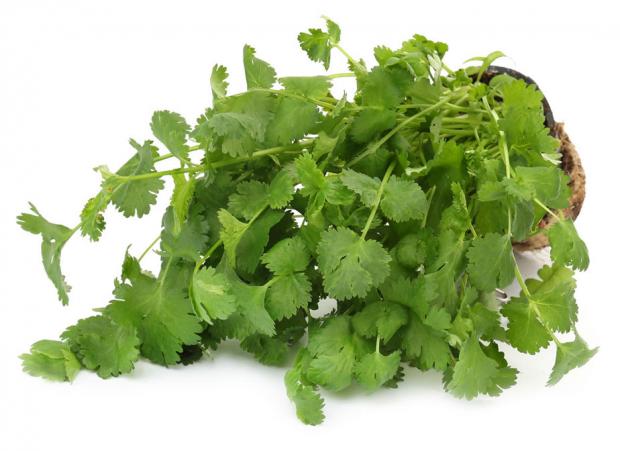 Кориандр Агрохолдинг Московский в горшочке 40 г 80₽