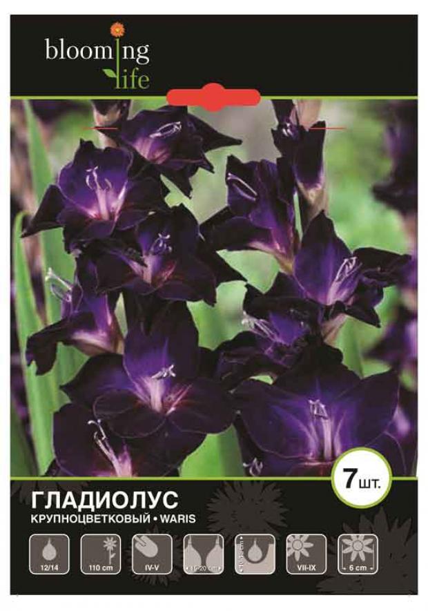

Саженцы Гладиолус «Цветочный альянс» De Ree 12/14 Варис, 7 шт