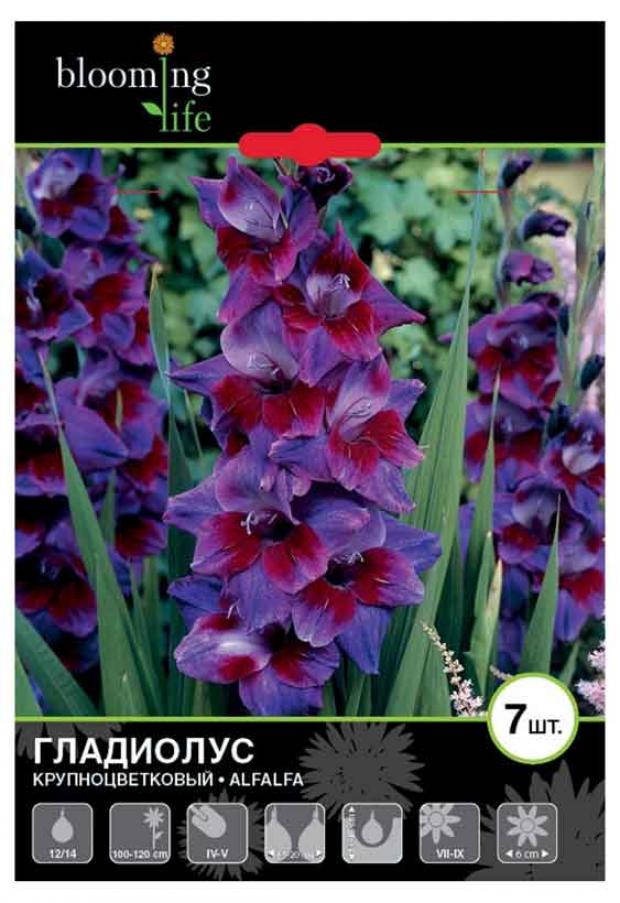 

Саженцы Гладиолус «Цветочный альянс» De Ree 12/14 Алфалфа, 7 шт