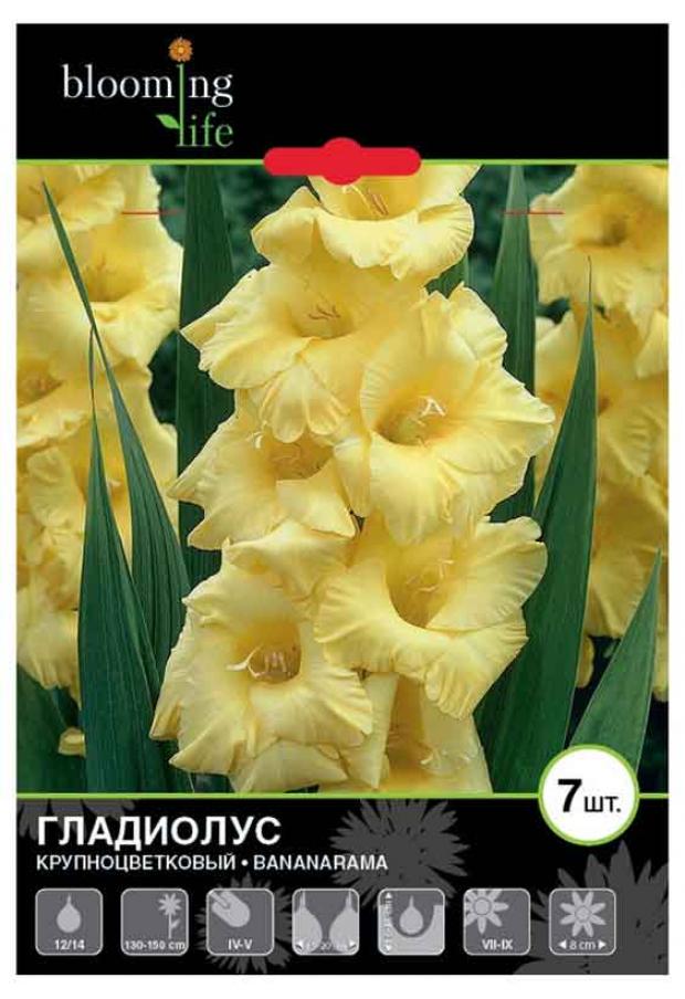 

Саженцы Гладиолус «Цветочный альянс» De Ree 12/14 Бананарама, 7 шт
